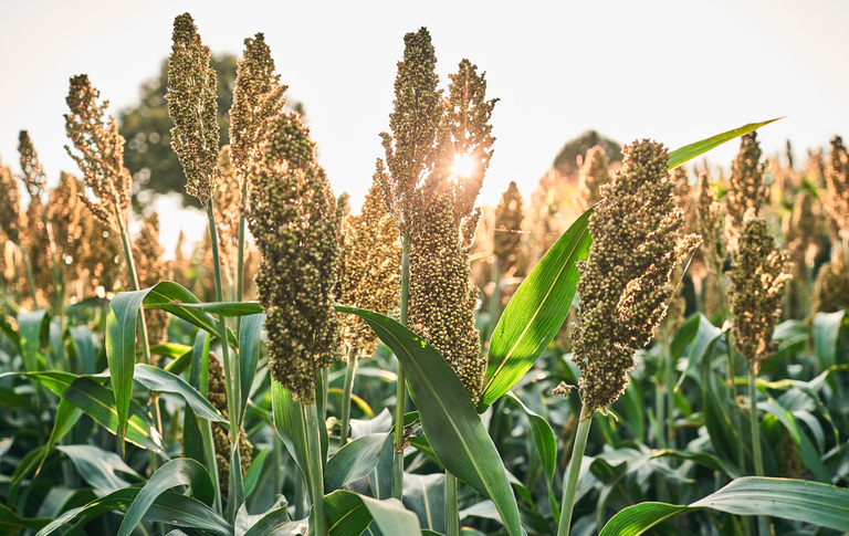 Photo: Sorghum: Initial hybrids from our own breeding program gain approval