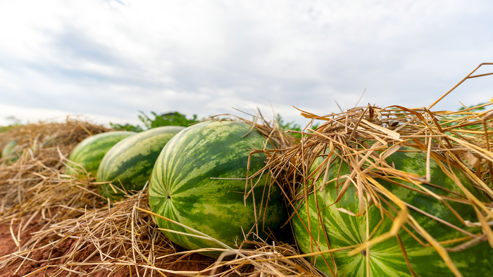 Photo: Vegetables