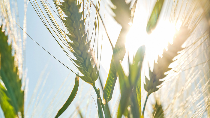 Photo: Cereals