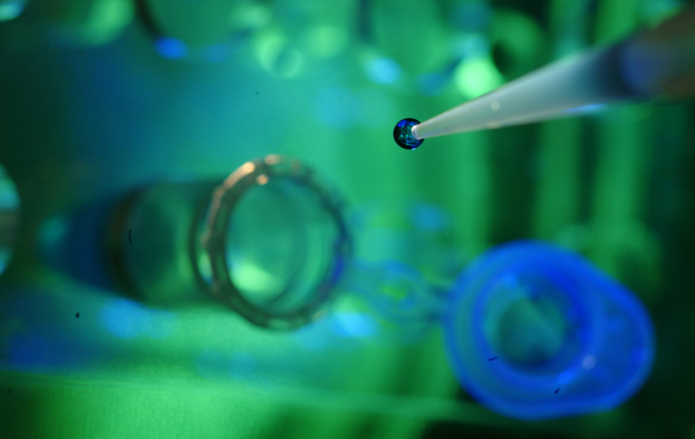 Photo: Genome editing: KWS pushes ahead with trait development activities