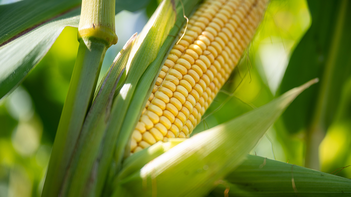 Photo: Corn