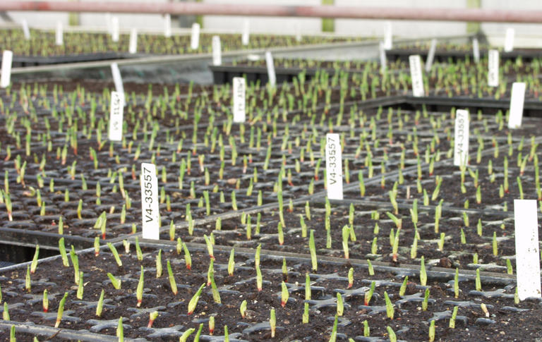 Photo: Successes in corn breeding: Eight new silage corn varieties in Germany – Grain corn performs impressively in Southeastern Europe