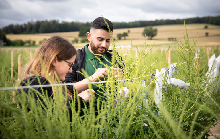 Photo: Sugarbeet: New varieties underscore innovation leadership